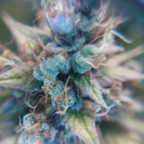 Moby Dick Auto 🐳 growlog timeline photo