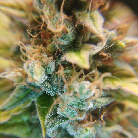 Moby Dick Auto 🐳 growlog timeline photo