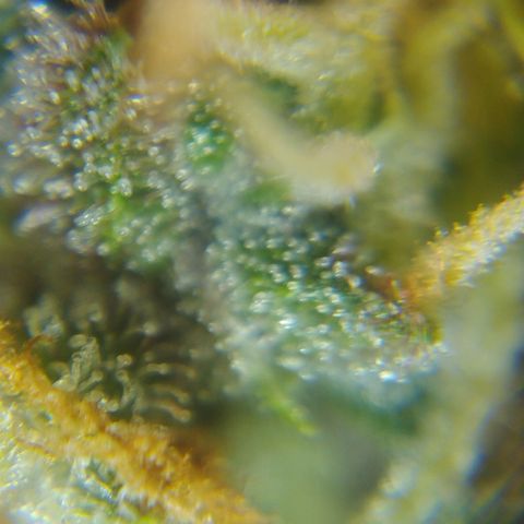 Moby Dick Auto 🐳 growlog timeline photo