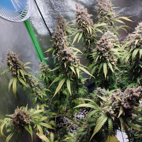 Moby Dick Auto 🐳 growlog timeline photo