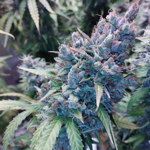 Moby Dick Auto 🐳 growlog timeline photo