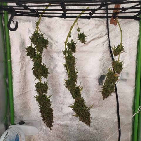 Moby Dick Auto 🐳 growlog timeline photo