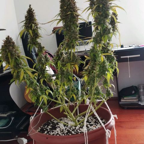 Moby Dick Auto 🐳 growlog timeline photo