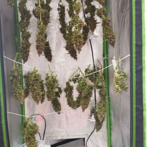 Moby Dick Auto 🐳 growlog timeline photo