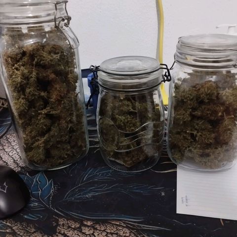 Moby Dick Auto 🐳 growlog timeline photo