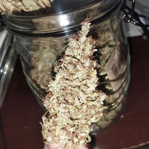 Moby Dick Auto 🐳 growlog timeline photo