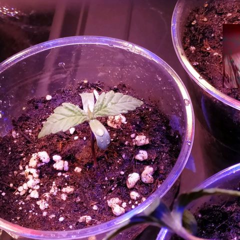 Pepsi critical kush growlog photo: Cresce bassa e dritta... No stretching