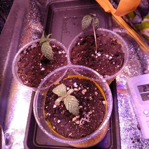 Pepsi critical kush growlog photo: La plantula più dritta e bassa