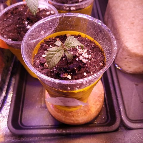 Pepsi critical kush growlog timeline photo