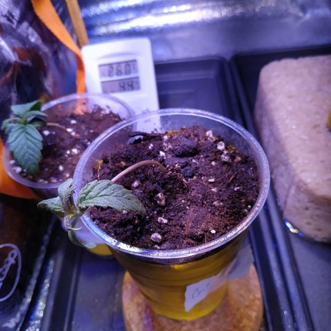 Ava Gardner critical kush growlog timeline photo