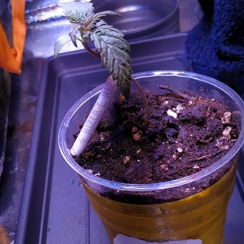 Ava Gardner critical kush growlog timeline photo