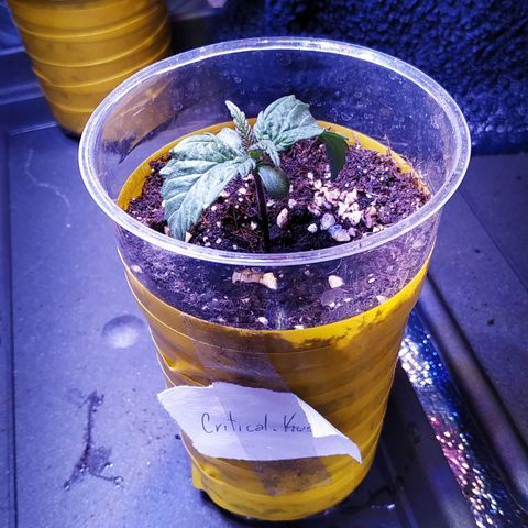 Pepsi critical kush growlog timeline photo