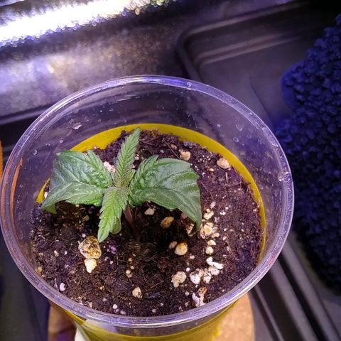 Pepsi critical kush growlog timeline photo