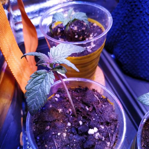Ava Gardner critical kush growlog photo: Colore violaceo come l'altra critical, sembra esseresi ripresa dallo stretching