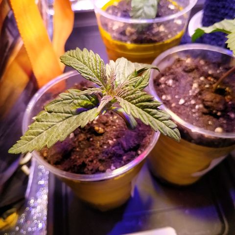 Ava Gardner critical kush growlog timeline photo