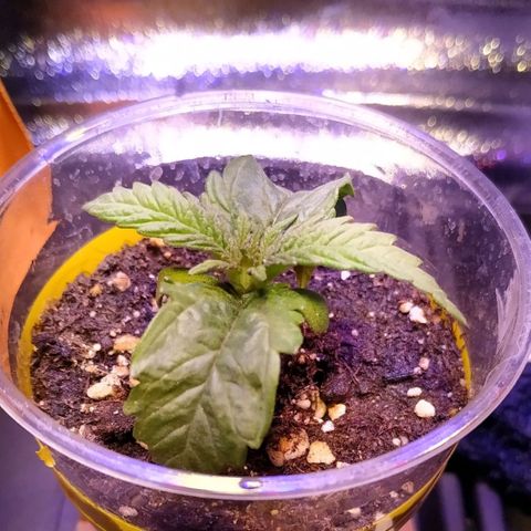 Pepsi critical kush growlog timeline photo