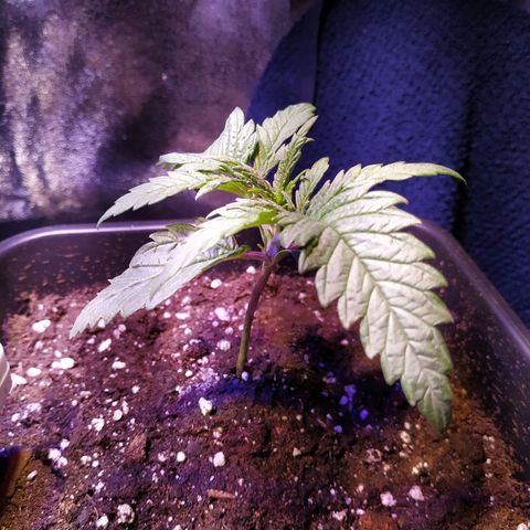Ava Gardner critical kush growlog timeline photo