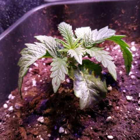 Pepsi critical kush growlog timeline photo