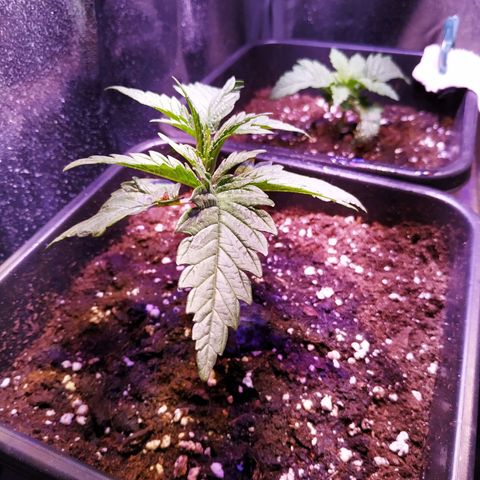 Ava Gardner critical kush growlog timeline photo