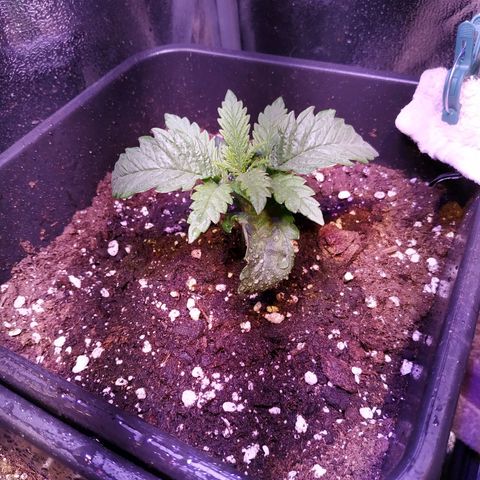 Pepsi critical kush growlog timeline photo
