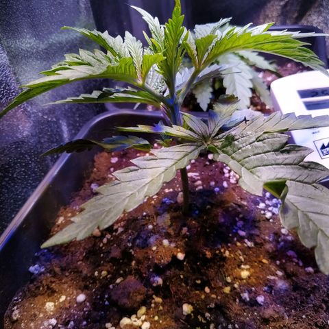 Ava Gardner critical kush growlog timeline photo
