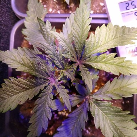 Ava Gardner critical kush growlog timeline photo