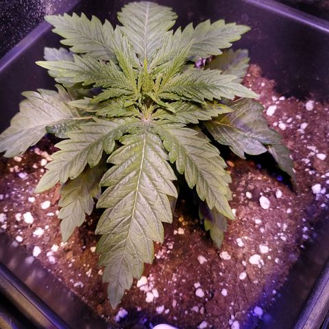 Pepsi critical kush growlog timeline photo