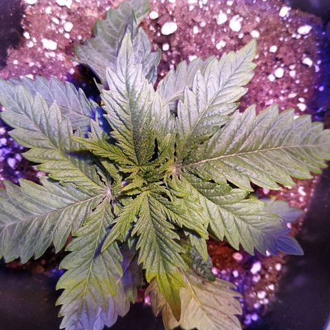 Pepsi critical kush growlog timeline photo