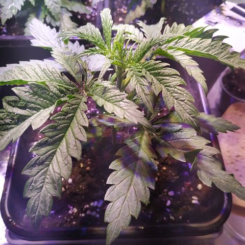 Ava Gardner critical kush growlog photo: Inizio 5 internodo