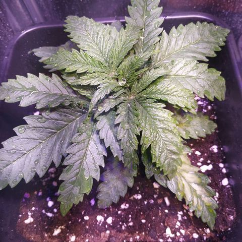Pepsi critical kush growlog photo: 5 Internodo