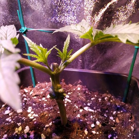 Pepsi critical kush growlog timeline photo
