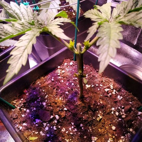 Pepsi critical kush growlog timeline photo