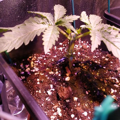 Pepsi critical kush growlog timeline photo