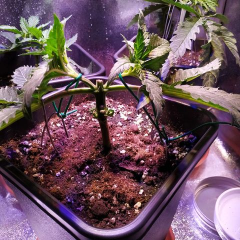 Pepsi critical kush growlog timeline photo