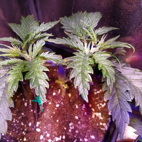Pepsi critical kush growlog timeline photo