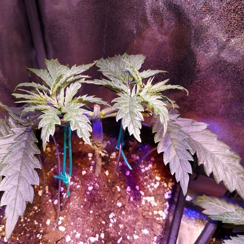 Pepsi critical kush growlog timeline photo
