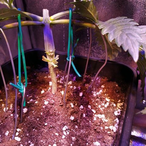 Pepsi critical kush growlog timeline photo