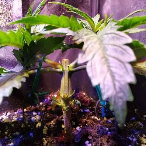Ava Gardner critical kush growlog timeline photo