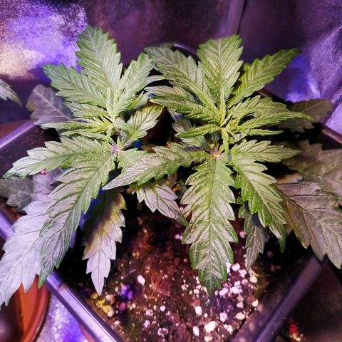 Ava Gardner critical kush growlog timeline photo