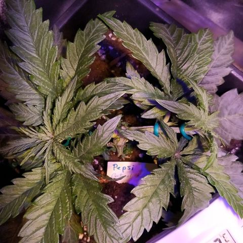 Pepsi critical kush growlog timeline photo
