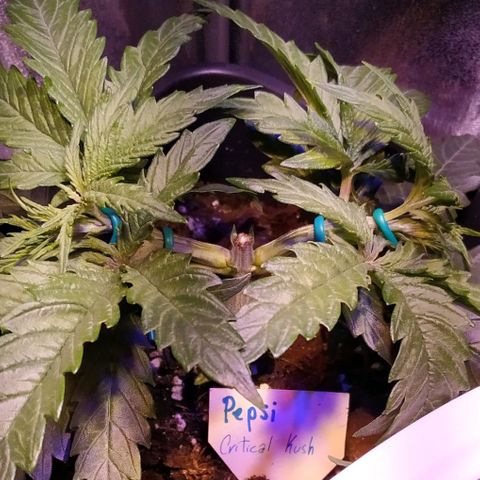 Pepsi critical kush growlog timeline photo