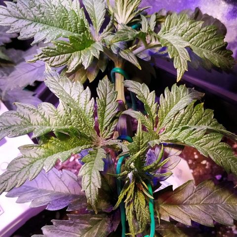 Ava Gardner critical kush growlog timeline photo