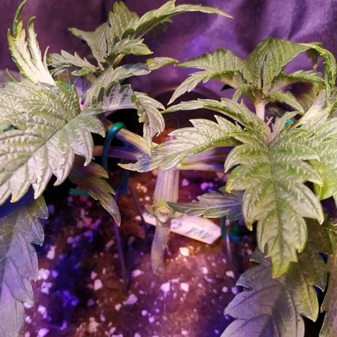 Ava Gardner critical kush growlog timeline photo