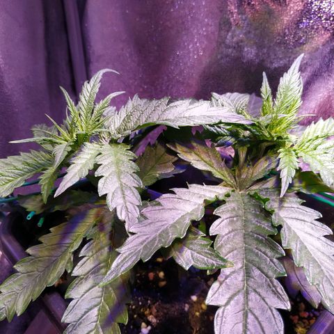 Pepsi critical kush growlog timeline photo