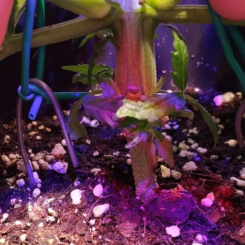 Pepsi critical kush growlog timeline photo
