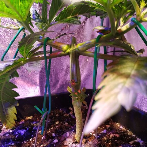 Ava Gardner critical kush growlog timeline photo