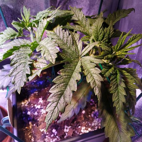 Ava Gardner critical kush growlog timeline photo