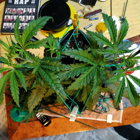 Ava Gardner critical kush growlog timeline photo