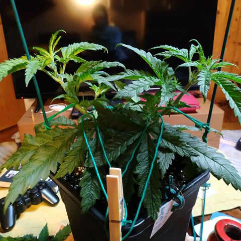 Ava Gardner critical kush growlog timeline photo