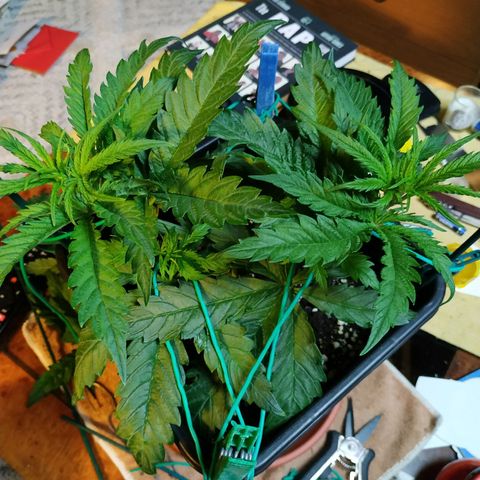Pepsi critical kush growlog timeline photo